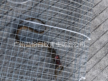 花都區(qū)上門抓蛇、捕蛇